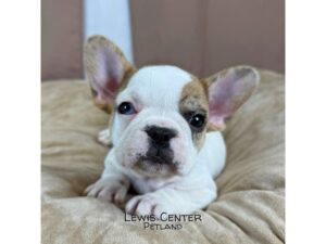 [#14468]  - Fawn Female French Bulldog Puppies for Sale