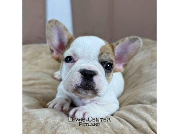 [#14468]  - Fawn Female French Bulldog Puppies for Sale