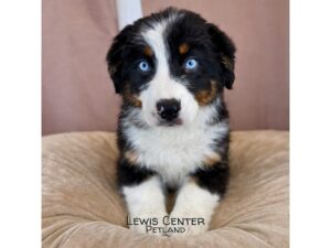 [#14467]  - Black Male Australian Shepherd Puppies for Sale