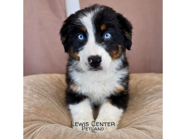 [#14467]  - Black Male Australian Shepherd Puppies for Sale