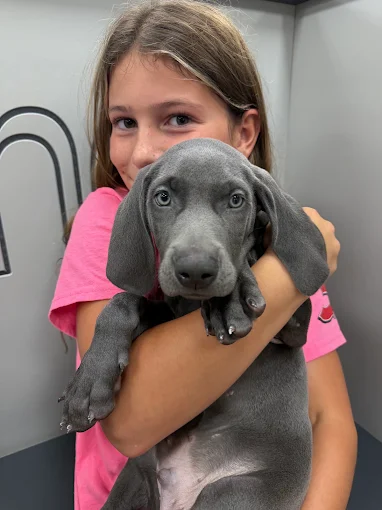 A child holding a gray puppy